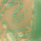 Harlequin Listeria Chromogenic Agar (ISO 11290)