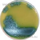 Bacillus cereus Medium (P.E.M.B.A.)