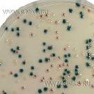 Harlequin E.Coli / Coliform Medium
